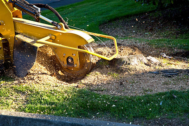 Best Tree Removal Near Me  in Purcellville, VA